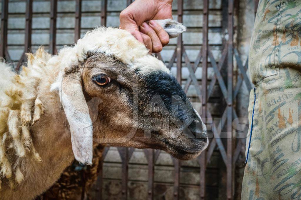 Man holding sheep by the ear in the street outside mutton shops in an urban city