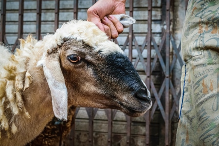 Man holding sheep by the ear in the street outside mutton shops in an urban city