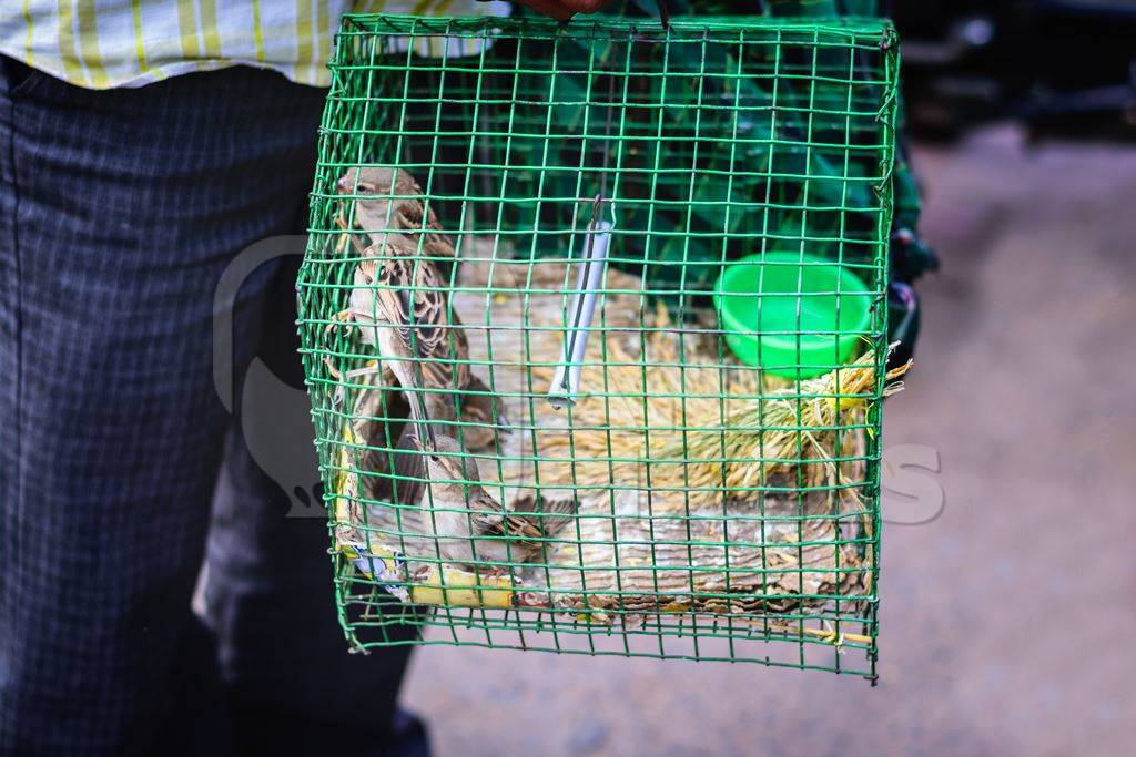 Sparrows captive in green cage waiting for people to pay to free them outside temple