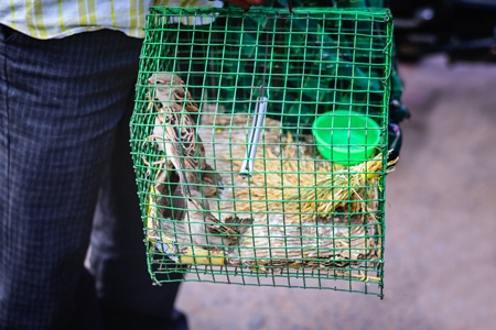 Sparrows captive in green cage waiting for people to pay to free them outside temple