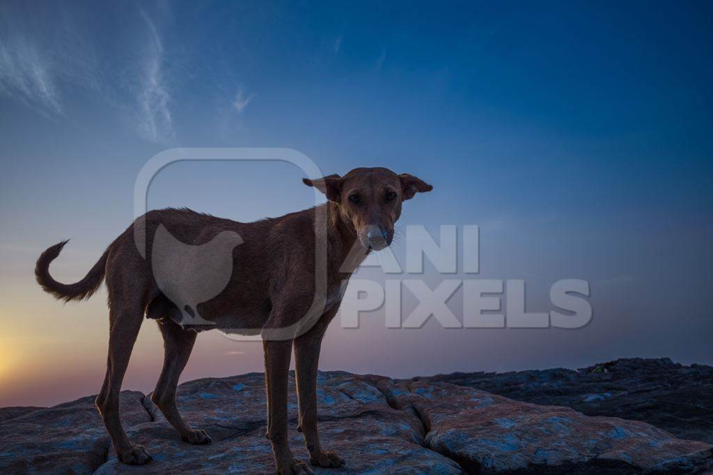 Dark silhouette of Indian street dog standing on rocks on the beach with sunset background in Maharashtra, India