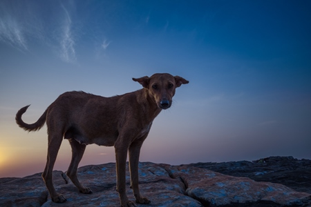 Dark silhouette of Indian street dog standing on rocks on the beach with sunset background in Maharashtra, India