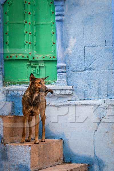 Indian street dog or stray pariah dog with green blue background in the urban city of Jodhpur, India, 2022