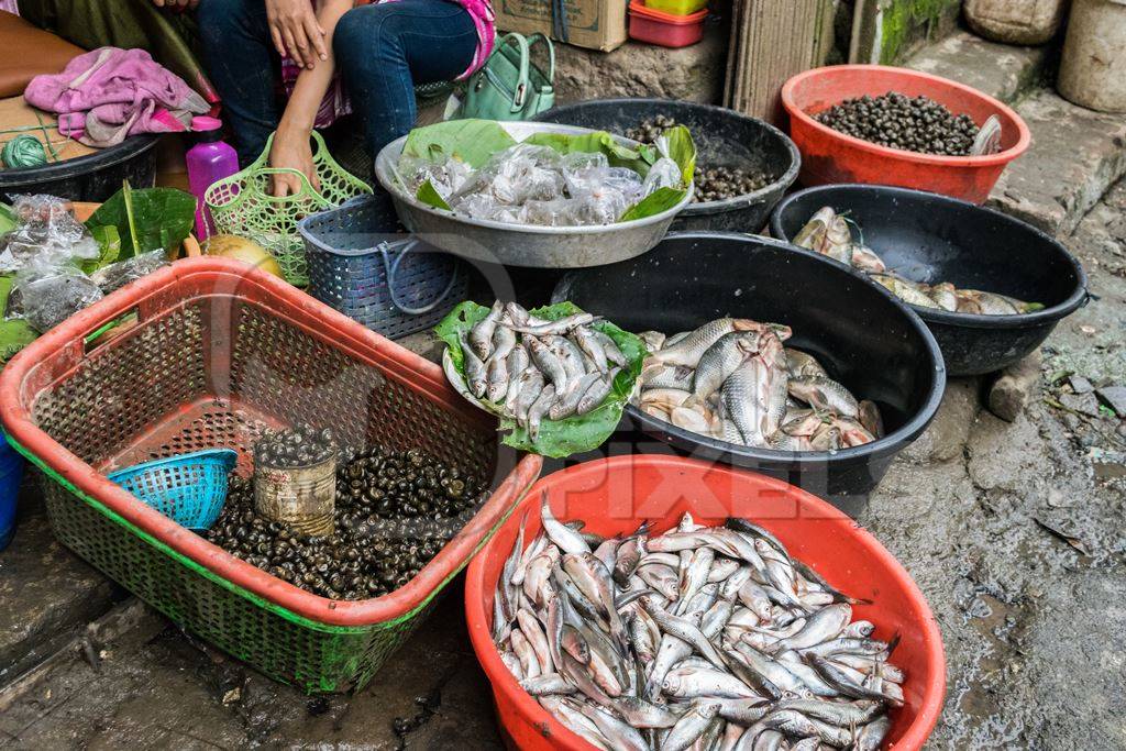 Fish and snails on sale in plastic bowls at an exotic market