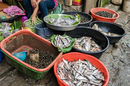 Fish and snails on sale in plastic bowls at an exotic market