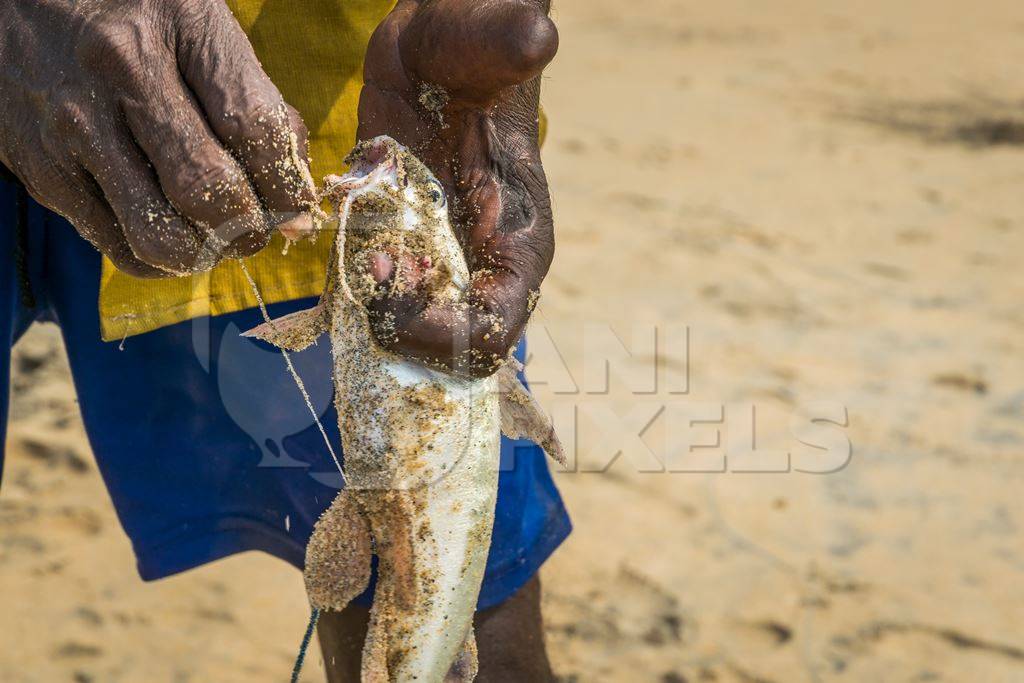 Fishermen removing hook from alive fish on a sandy beach in Kerala