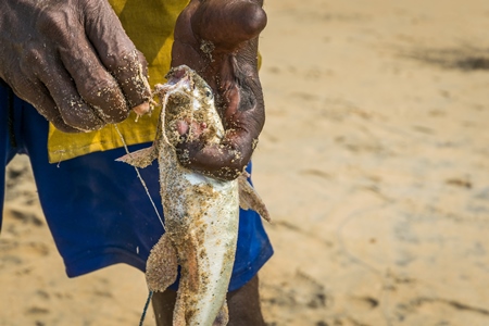 Fishermen removing hook from alive fish on a sandy beach in Kerala