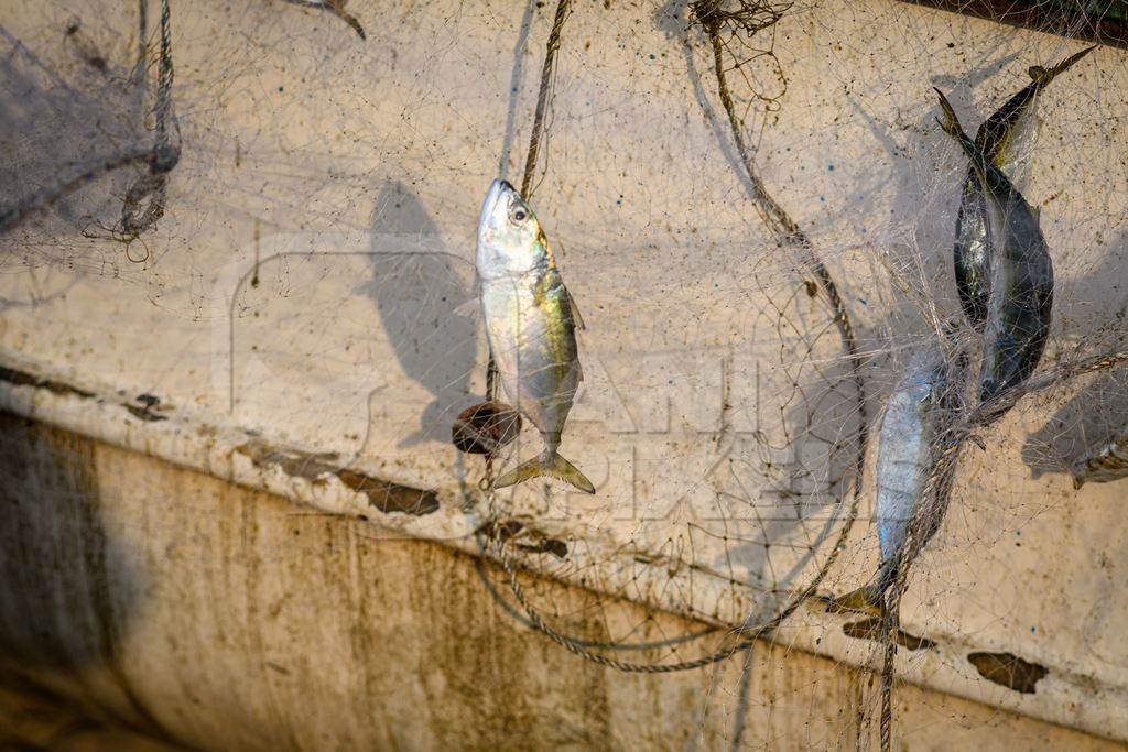 Indian fish caught in fishing net on beach in Goa, India, 2022