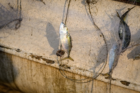 Indian fish caught in fishing net on beach in Goa, India, 2022