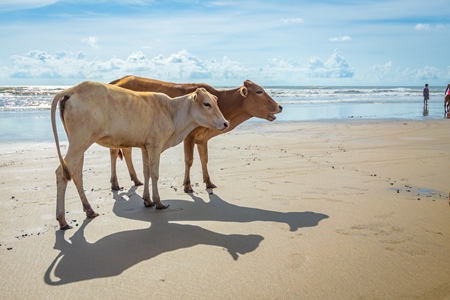 Cow on the beach in Goa, India