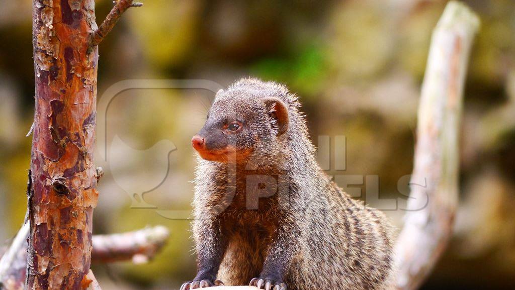 Indian mongoose in a forest