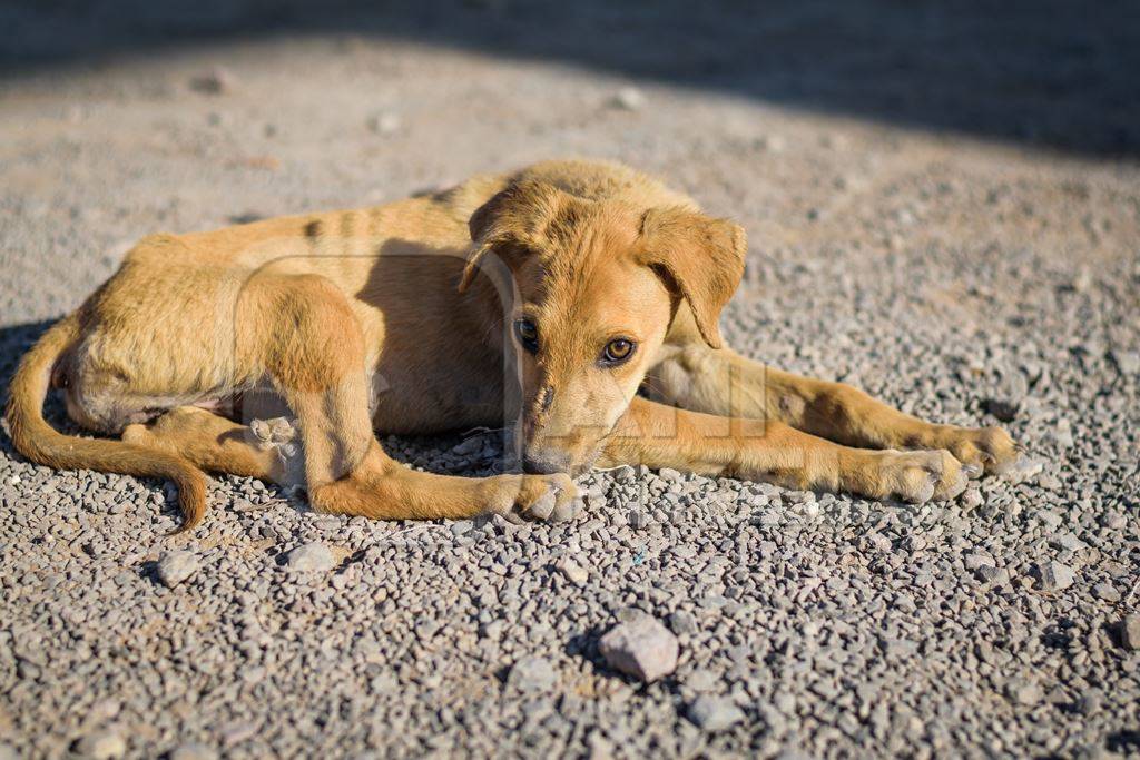 Stray street puppy dog on road in Maharashtra