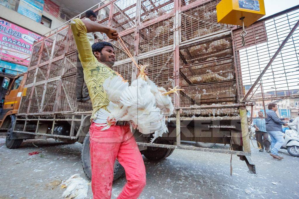 Broiler chickens hanging upside down being unloaded from transport trucks near Crawford meat market in Mumbai