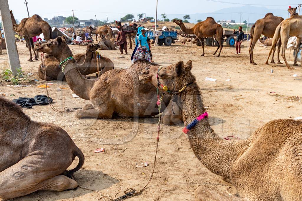 Decorated Indian camels in a field at Pushkar camel fair or mela in Rajasthan, India, 2019