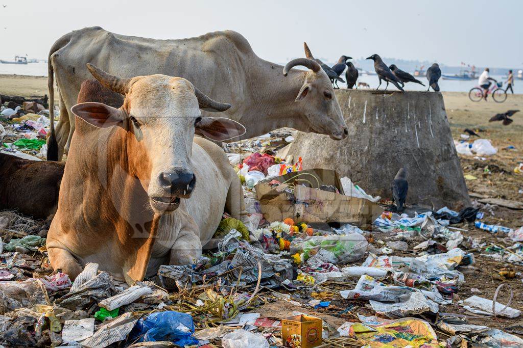 Indian street cows eating garbage on garbage dump on beach in Malvan, Maharashtra, India, 2022