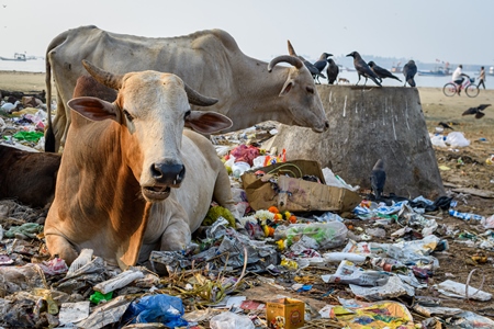 Indian street cows eating garbage on garbage dump on beach in Malvan, Maharashtra, India, 2022