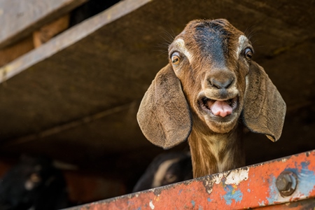 A brown Indian goat leans his head out of a transport truck and bleats at Chakan Goat and Sheep market, Maharashtra, India, 2024