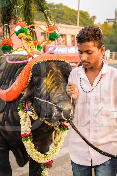 Decorated and colourful buffalo with large orange horns for local religious festival with man walking through street