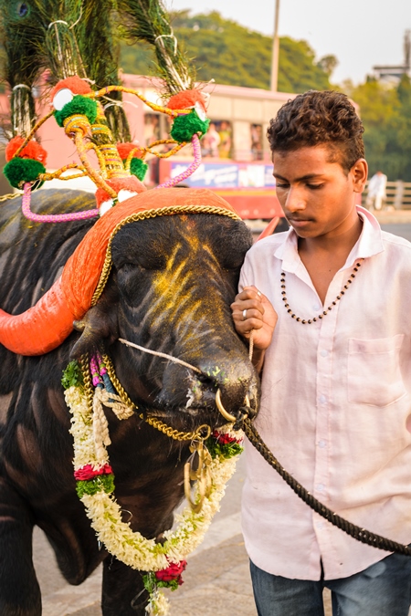 Decorated and colourful buffalo with large orange horns for local religious festival with man walking through street