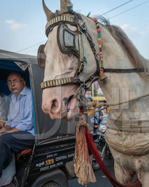 Working horse used for labour on the road in busy traffic pulling loaded cart with man in Bihar, India