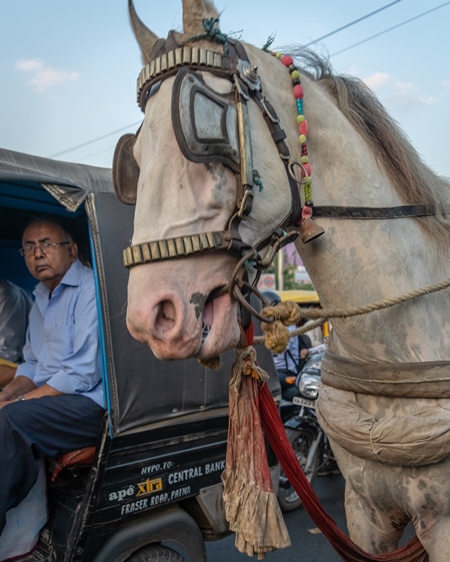 Working horse used for labour on the road in busy traffic pulling loaded cart with man in Bihar, India