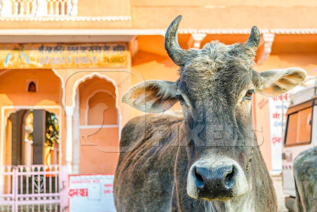 Cows in street with orange building in background in the city of Jaipur