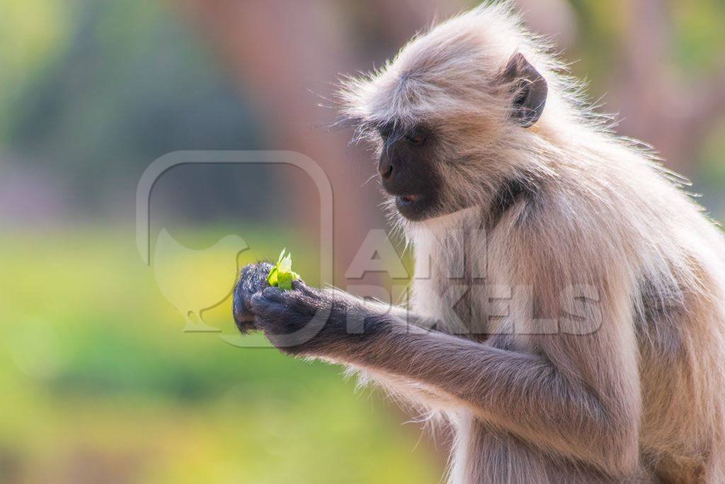 Indian gray or hanuman langur monkey eating in Mandore Gardens in the city of Jodhpur in Rajasthan in India