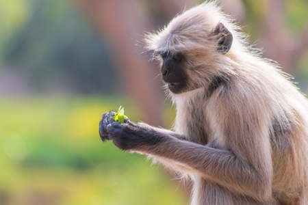 Indian gray or hanuman langur monkey eating in Mandore Gardens in the city of Jodhpur in Rajasthan in India