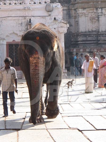 Elephant with chain on leg walks in a temple compound