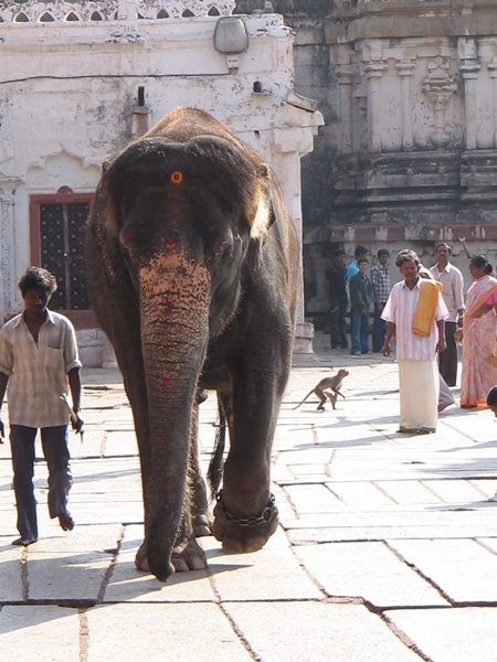 Elephant with chain on leg walks in a temple compound