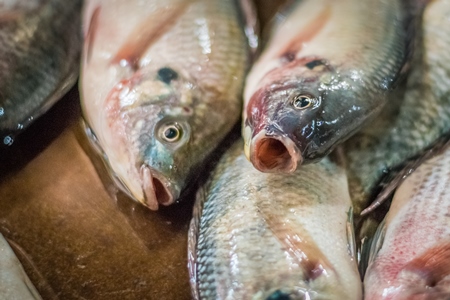 Alive fish on sale gasping in distress at the Mothers