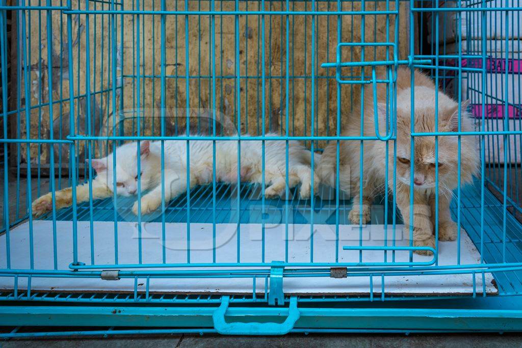 Pedigree persian cats in cage on sale as pets at Crawford pet market in Mumbai