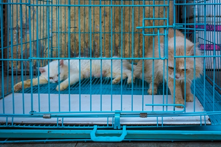 Pedigree persian cats in cage on sale as pets at Crawford pet market in Mumbai