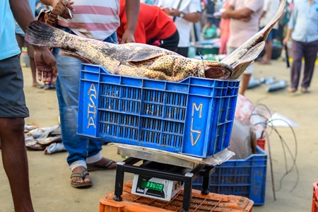 Dead grouper or reefcod fish being weighed at Malvan fish market on beach in Malvan, Maharashtra, India, 2022