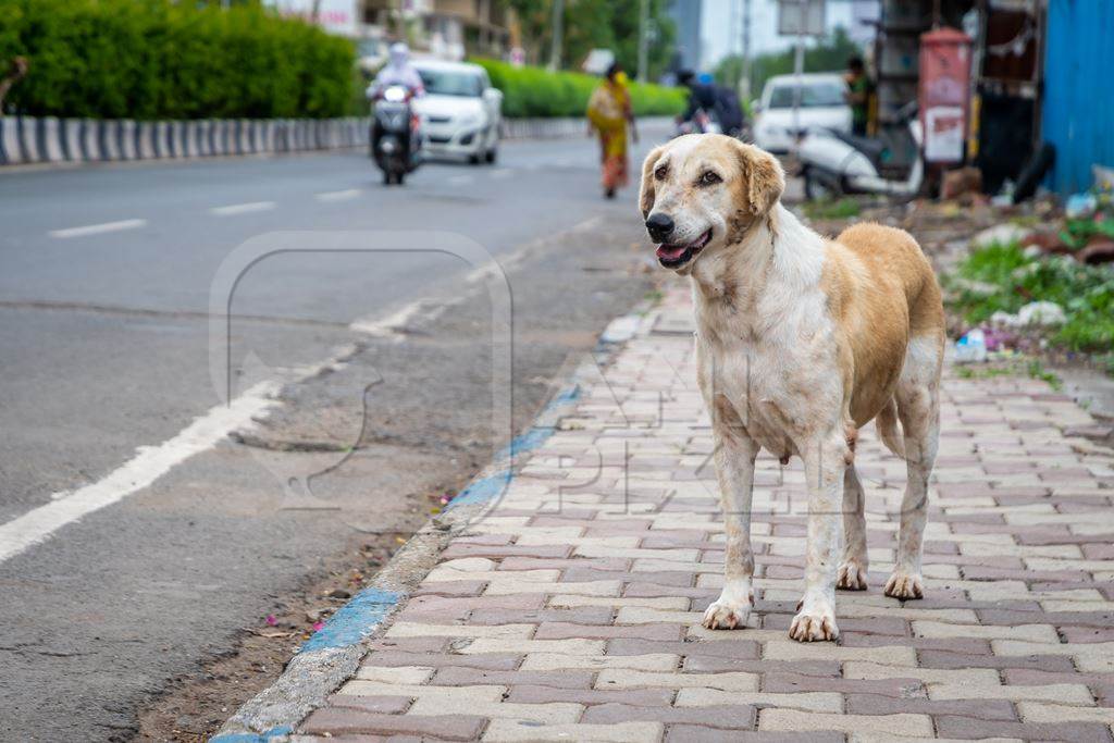 Street dog on an urban city street with traffic