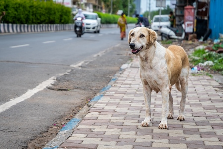 Street dog on an urban city street with traffic