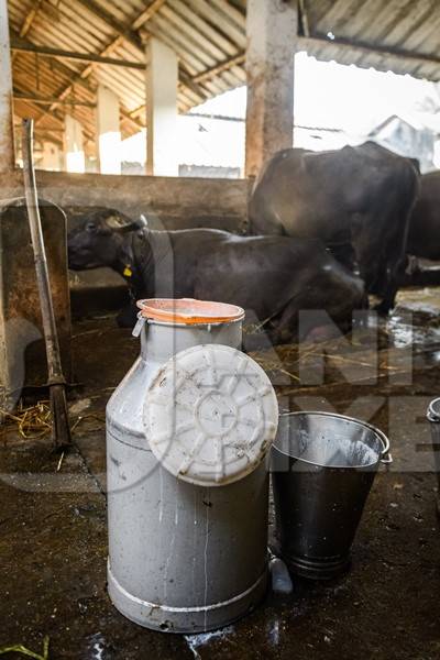 A milk can and farmed Indian buffaloes on an urban dairy farm or tabela, Aarey milk colony, Mumbai, India, 2023