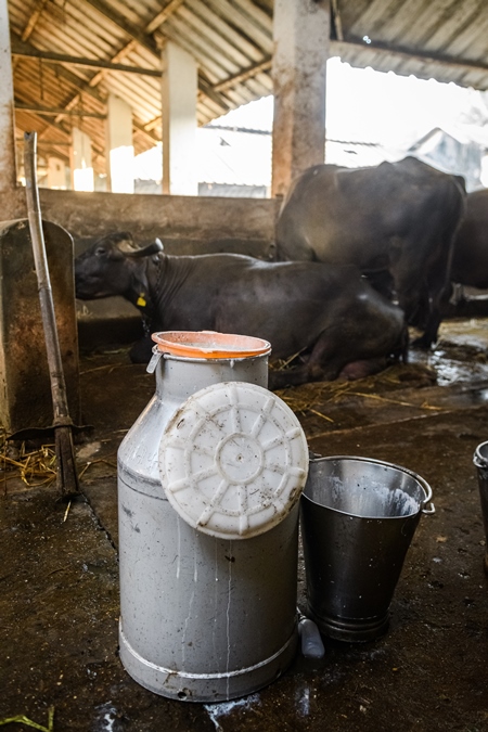 A milk can and farmed Indian buffaloes on an urban dairy farm or tabela, Aarey milk colony, Mumbai, India, 2023