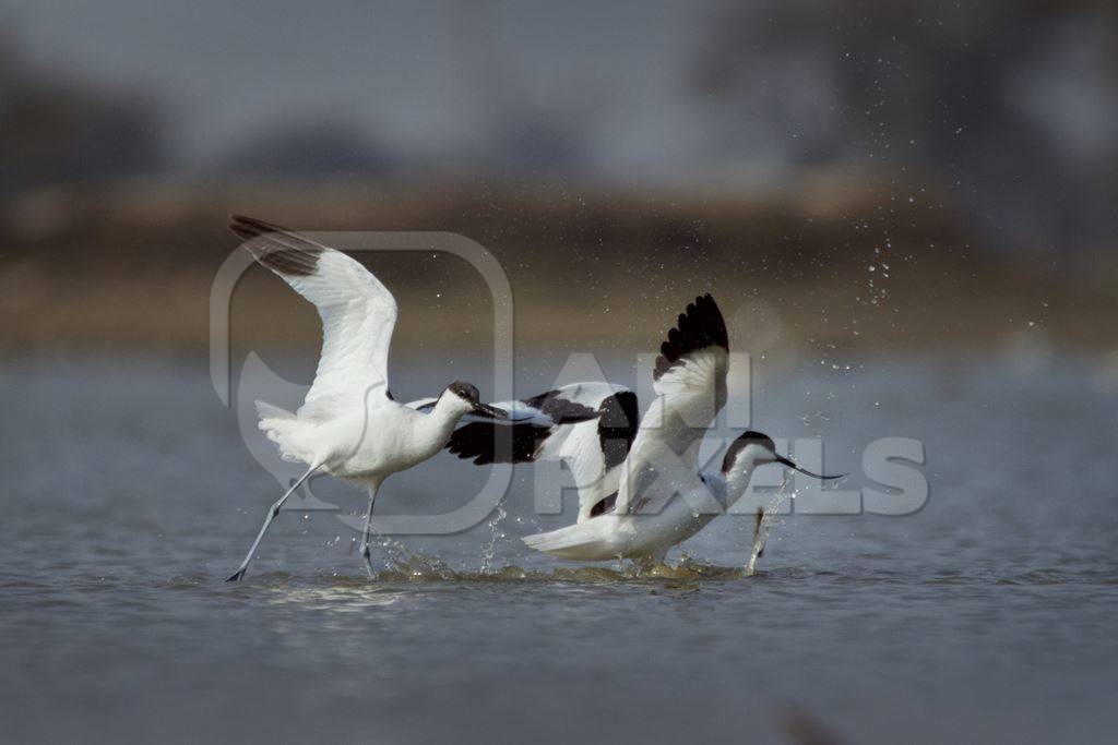 Two pied avocets taking flight over water