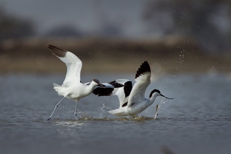 Two pied avocets taking flight over water