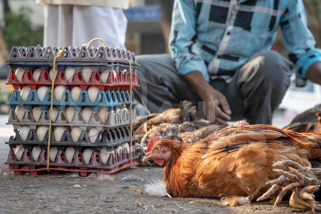 Chickens and eggs on the ground on sale at a live animal market at Juna Bazaar in Pune, India
