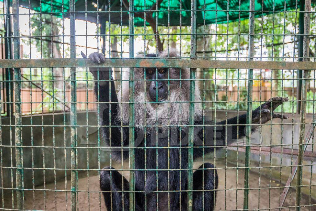 Solo Lion tailed macaque monkey held captive in a barren cage in captivity at Thattekad mini zoo