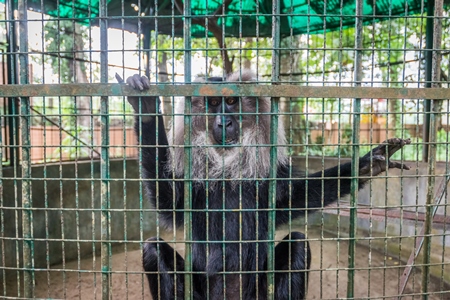 Solo Lion tailed macaque monkey held captive in a barren cage in captivity at Thattekad mini zoo
