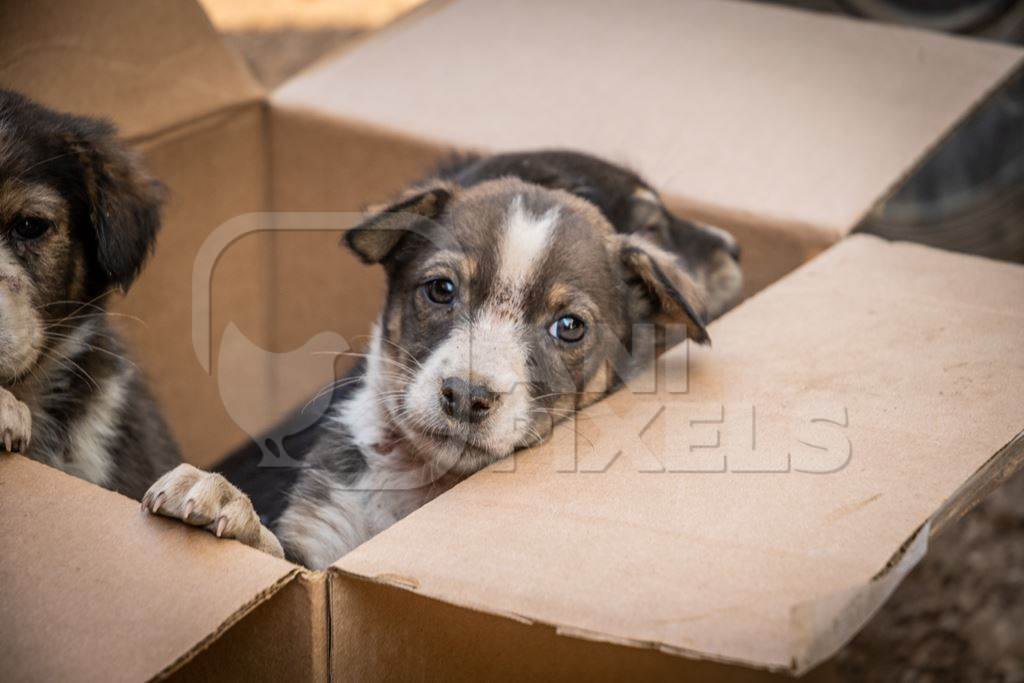 Cardboard box of three small abandoned street puppies in an urban city