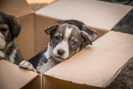 Cardboard box of three small abandoned street puppies in an urban city