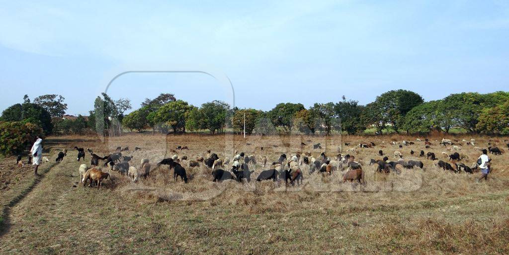 Flock of sheep in a field with a farmer