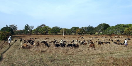 Flock of sheep in a field with a farmer
