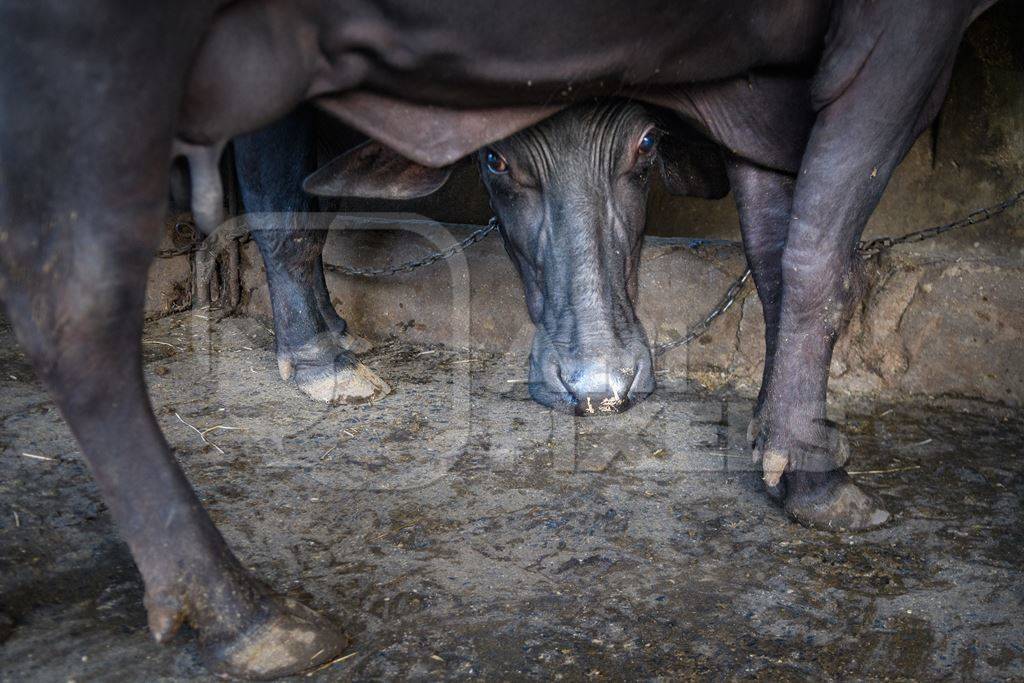Farmed Indian buffalo looking out from underneath another buffalo on an urban dairy farm or tabela, Aarey milk colony, Mumbai, India, 2023
