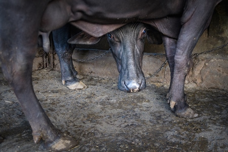 Farmed Indian buffalo looking out from underneath another buffalo on an urban dairy farm or tabela, Aarey milk colony, Mumbai, India, 2023