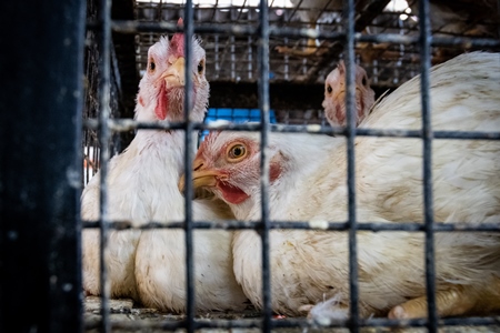 Chickens huddled together looking through bars of cage at a meat market